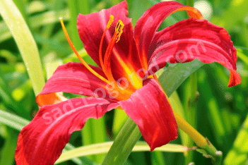 Лилейник Кримсон Пират Hemerocallis Crimson Pirate