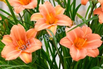 Лилейник гибридный Эври Дэйлили Пинк Крим Hemerocallis Every Daylily Pink Cream