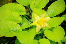 Хоста Миракл Лемони Hosta Miracle Lemony