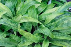 Хоста Хьюга Уражиро Hosta Hyuga Urajiro