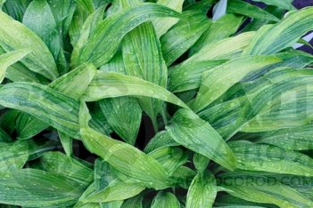 Хоста Хьюга Уражиро Hosta Hyuga Urajiro