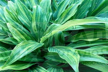 Хоста Хьюга Уражиро Hosta Hyuga Urajiro