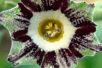Примула ушковая Гензель и Гретель Primula auricula Hänsel und Gretel