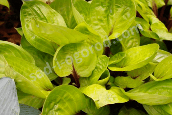 Хоста Лемон Снэп Hosta Lemon Snap