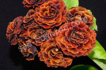 Примула ушковая Гавана Primula x auricula Havana