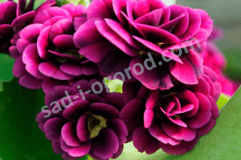 Примула ушковая Рашель Primula x auricula Rachel