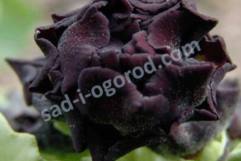 Примула ушковая Перпл Патч Primula x auricula Purple Patch