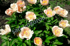 Пион травянистый Лунная дорога Paeonia Lunnaya Doroga