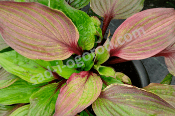 Хоста Фёрст Блаш Hosta First Blush