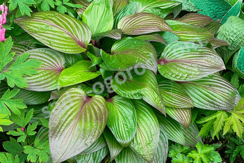 Хоста Фёрст Блаш Hosta First Blush
