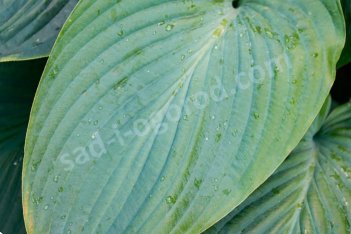 Хоста Джурассик Парк Hosta Jurassic Park