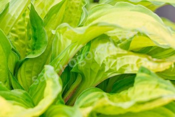 Хоста Липстик Кисс Hosta Lipstick Kiss