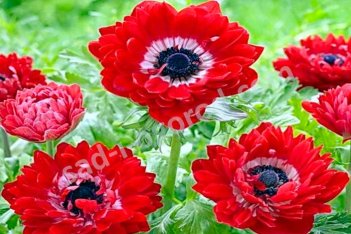 Анемона корончатая Говернор Anemone Double The Governor