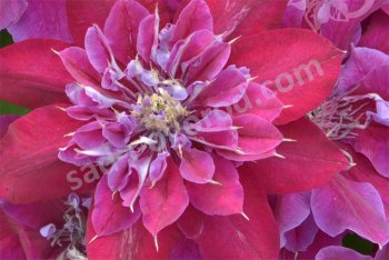 Клематисы - фотографии сортов