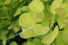Скумпия кожевенная Голден Спирит Cotinus coggygria Golden Spirit