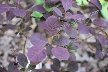 Скумпия кожевенная Роял Перпл Cotinus coggygria Royal Purple
