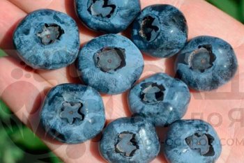 Голубика: сорта и типы.