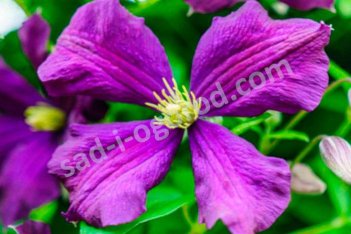 Клематис крупноцветковый Этуаль Виолет Clematis Etoile Violette