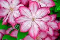 Клематис Либерти Clematis Liberty