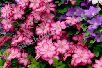 Клематис Либерти Clematis Liberty
