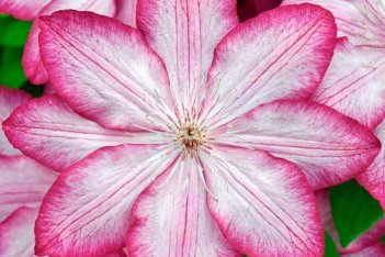 Клематис Либерти Clematis Liberty