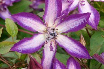 Клематис Астра Нова Clematis Astra Nova