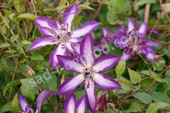 Клематис Астра Нова Clematis Astra Nova