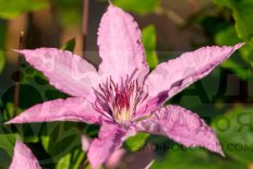 Клематис Хайгли Хайбрид крупноцветковый Clematis Hagley hybrid