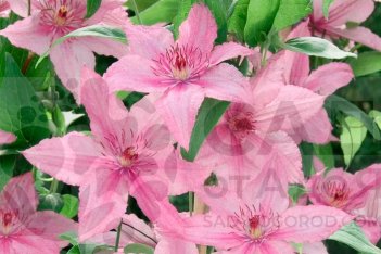 Клематис Хайгли Хайбрид крупноцветковый Clematis Hagley hybrid