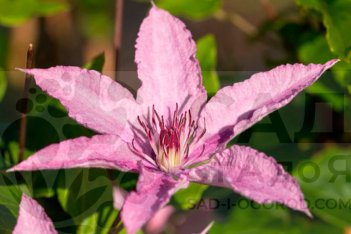 Клематис Хайгли Хайбрид крупноцветковый Clematis Hagley hybrid