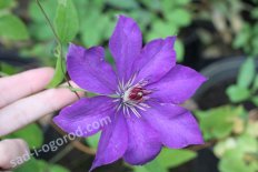 Клематис Президент Clematis Prezident
