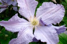 Клематис Блекитни Аниол Clematis Blekitny Aniol