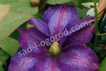 Клематис крупноцветковый Даниэль Деронда Clematis Daniel Deronda