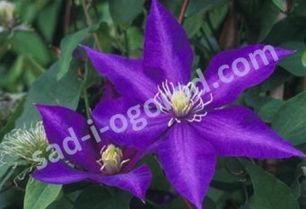 Клематис крупноцветковый Даниэль Деронда Clematis Daniel Deronda