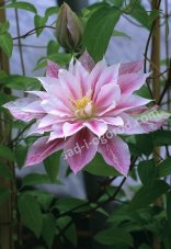 Клематис Андромеда Clematis Andromeda