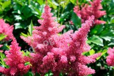 Астильба японская Дюссельдорф Astilbe japonica Dusseldorf