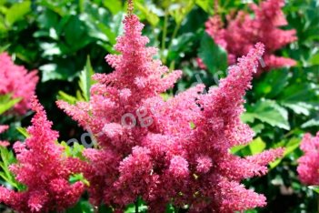 Астильба японская Дюссельдорф Astilbe japonica Dusseldorf