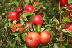 Яблоня Хани Крисп Honey Crisp