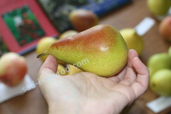 Груша - выбираем районированные сорта