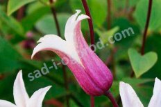Клематис Принцесса Кейт Clematis texensis Princess Kate Zoprika