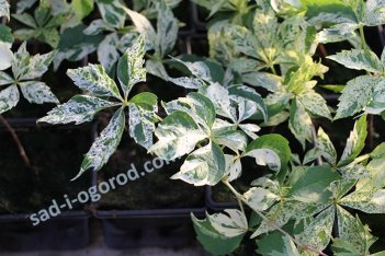 Девичий виноград Стар Шауэрс Parthenocissus quinquefolia Star Showers