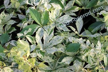 Девичий виноград Стар Шауэрс Parthenocissus quinquefolia Star Showers