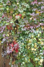 Девичий виноград Parthenocissus