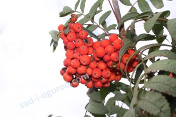 Рябина Невежинская Sorbus Nevezhinskaya