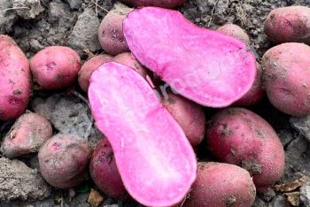 Семенной картофель какой же сорт выбрать