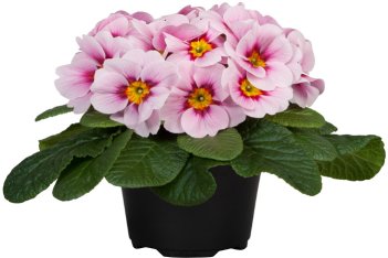 Примула крупноцветковая Парадисо Эпплблоссом Primula Paradiso Appleblossom