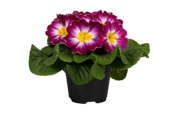Примула Парадисо Вайолет Биколор Primula Paradiso Violet Bicolor