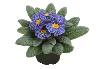 Примула акаулис Зебра Блю Primula acaulis Zebra Blue
