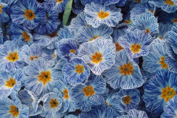 Примула акаулис Зебра Блю Primula acaulis Zebra Blue