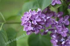 Сирень обыкновенная Леонид Леонов Syringa vulgaris Leonid Leonov